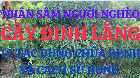 Cây Đinh Lăng - Nhân Sâm Cho Người Nghèo: 12 Tác Dụng Chữa Bệnh Và Cách Sử Dụng