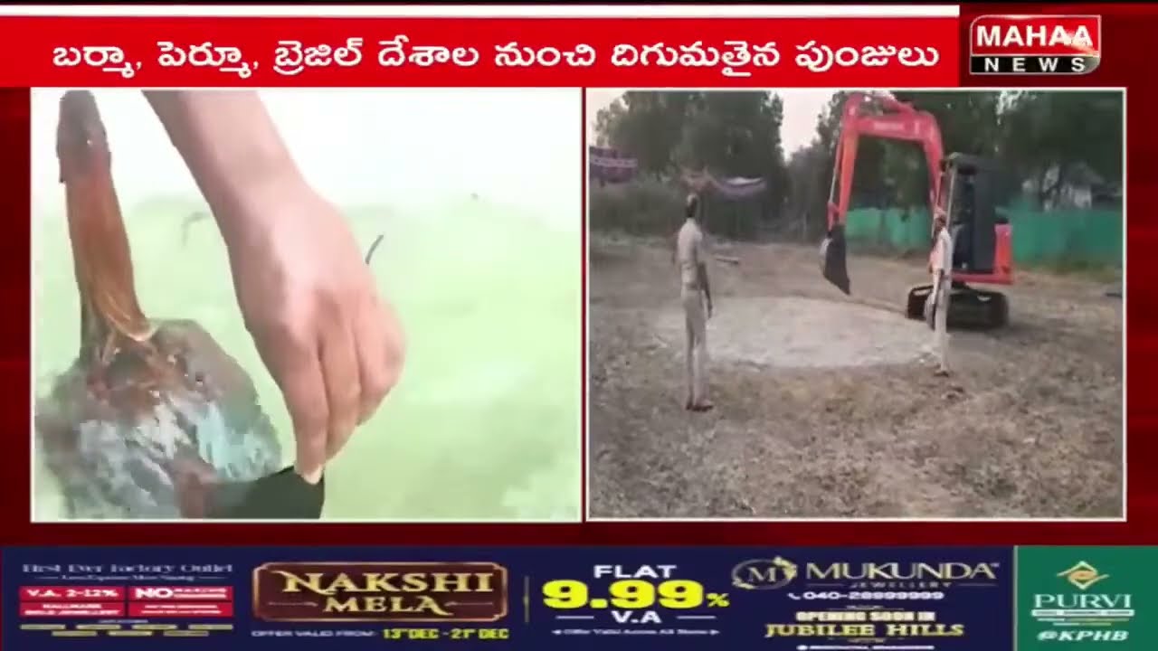 LIVE🔴: సిద్ధమైన పందెం బరులు..బరిలో బ్రెజిల్ పుంజులు import Of Special Breeds Of Hen From Foreign