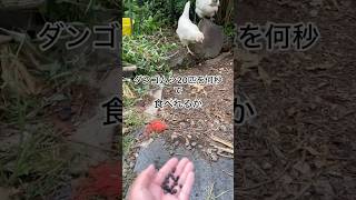 ダンゴムシ20匹を何秒で食べれるか? #ニワトリ