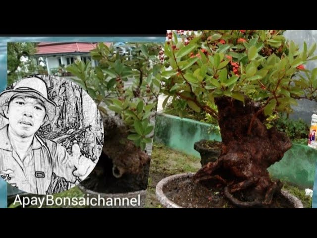 Bonsai IDAT batang karakter_apaybonsai #apaybonsai. #bonsai class=