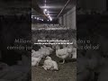 Los pollos son uno de los animales más maltratados del planeta.