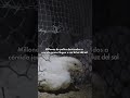 Los pollos son uno de los animales más maltratados del planeta.