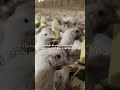 Los pollos son uno de los animales más maltratados del planeta.