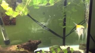 Angelfish breeding 3 batches at the time, none stop spawning !!