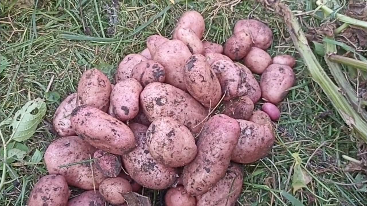КАРТОФЕЛЬ САРПО МИРА УРОЖАЙ 2023 Г // ВАЦАП ДЛЯ ЗАКАЗА 89152458159 ...