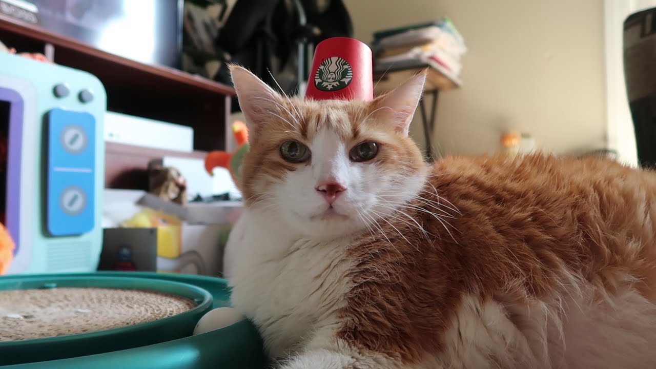 Tiny Coffee Cups Is A Purrfect Cat Hat