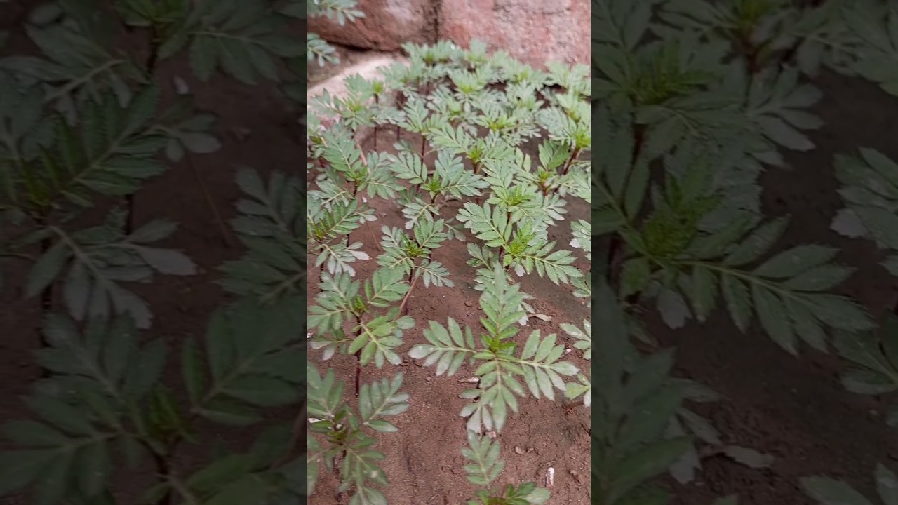 Grow French Marigold from seed in Kiari | HB Gardeners 