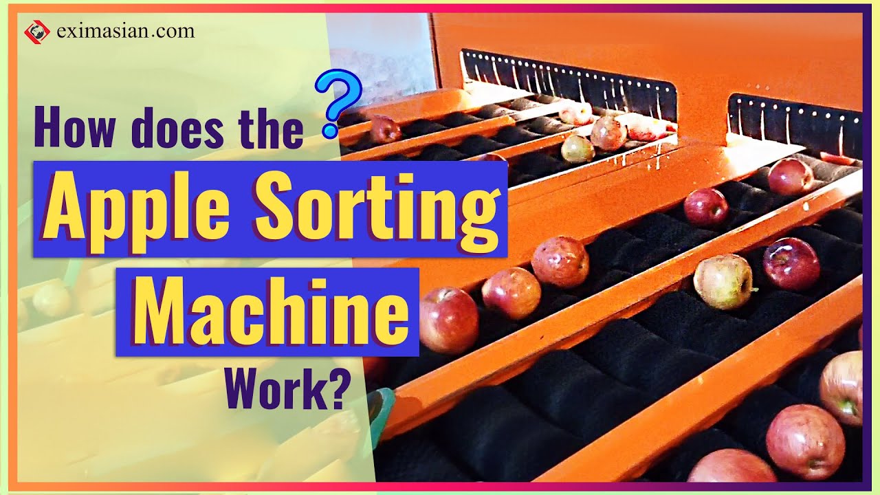 Automated Apple Grading in Iran | EXIM Asian International Trading Group