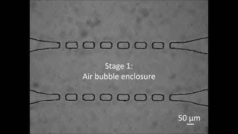 Microfluidic partition with in situ biofabricated semipermeable biopolymer membranes for static ...