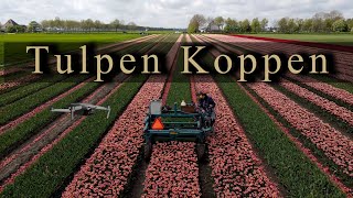 Tulpen koppen