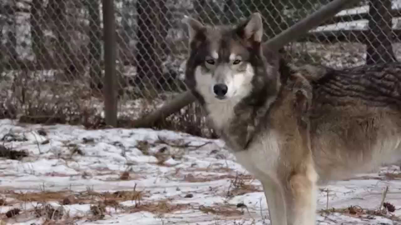 rescue dogs rock nyc W.O.L.F.