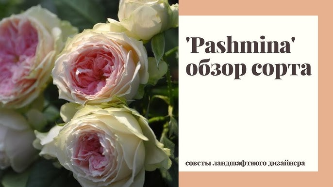 Обзор розы Помпон Фловер Циркус / Пашмина (Pashmina). Романтичная патио  малышка - YouTube