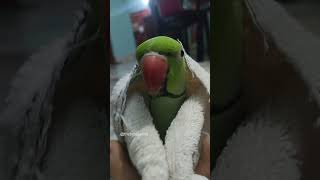 Our cute mitu 🥰❤️#parrot #talkingparrot #shorts