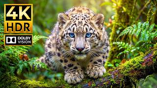 Stunning Animal 4K Dolby Vision | 120FPS HDR for 4K TV