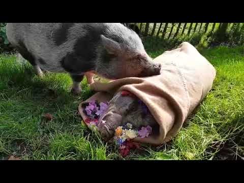 Pigs Mourns Friend's Passing After 13 years Together