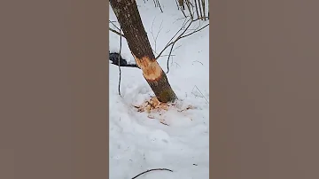 заяц погрыз дерево