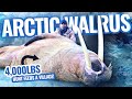 How Sustainable Hunting Makes a Difference - An Epic Hunt In The Arctic For Walrus