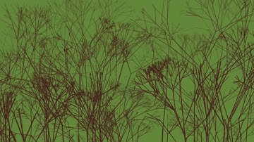 Creating a fractal tree forest using processing