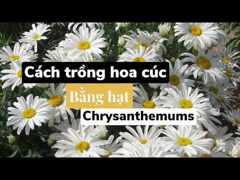 Video Cách trồng hoa cúc trắng ( chrysanthemums) bằng hạt -... - youtube