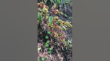 Cây lá chua-quẫy Trâu #shorts