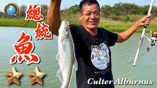 野味33集| 總統魚| 糖醋蒸破布子| Culter alburnus | 萍哥Pinger