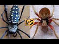 Samon VS Golden orb Weaver Spider - unang kagat stroke agad 😱