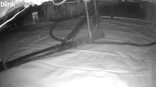 Orb set off motion camera in crawlspace 