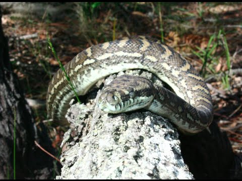 Young Carpet Python Climbing a Tree - YouTube
