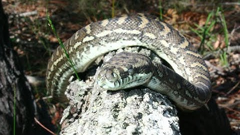 Young Carpet Python Climbing a Tree