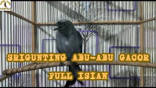 SRI GUNTING ABU ABU GACOR FULL ISIAN
