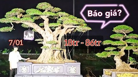 Trời ơi! Mấy Chục Tỉ, cây em mấy chục triệu thôi ạ - Báo giá cây cảnh các bác về chơi Tết 2024