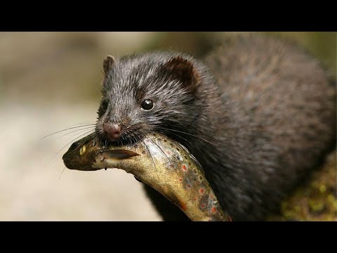 Video: Todo Sobre El Visón Como Animal