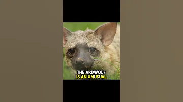 Unmasking the Aardwolf: The Fascinating Creature You've Never Heard Of