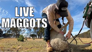 Stop Eating Butts… Here’s Why! Australian Sheep Farm Vlog