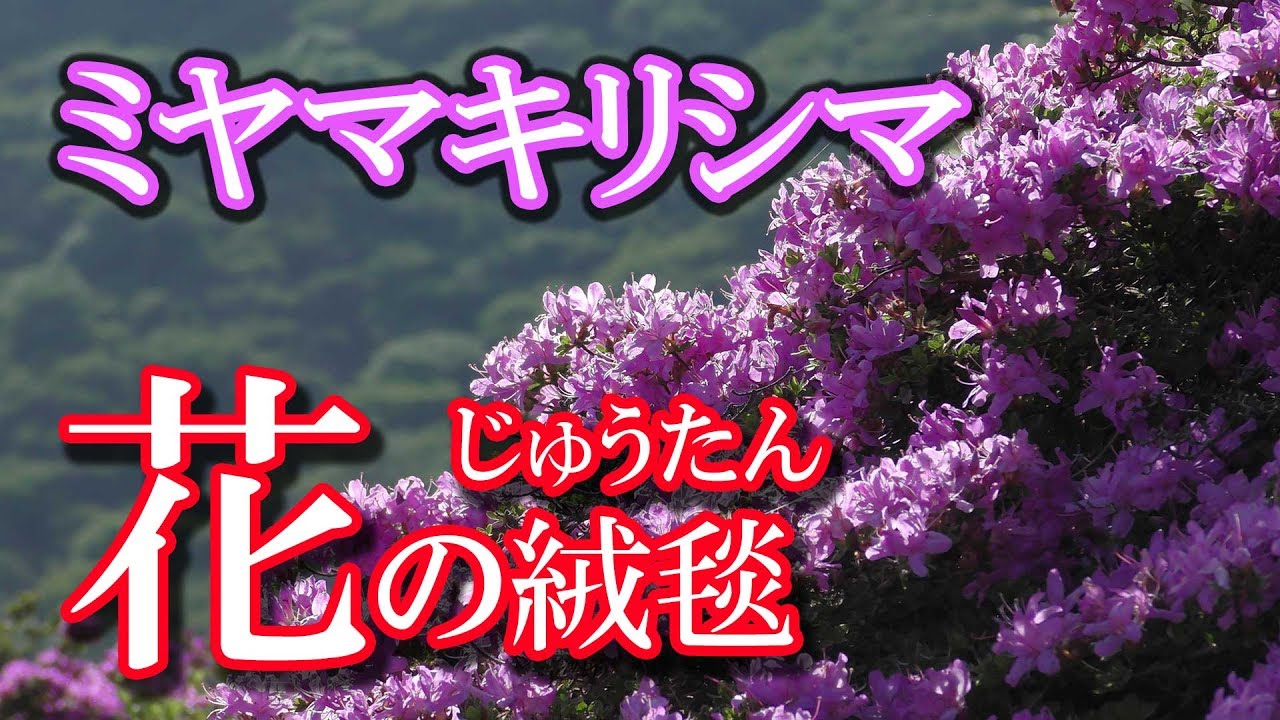 ミヤマキリシマ 花の絨毯 4kカメラ動画 くじゅう連山 登山 Miyama Kirishima In Kuju Mountain Range 絶景アウトドア くじゅう高原をドローン撮影 九州 九重連山 久住高原 宿泊施設 ホテルや登山 キャンプ場 くじゅう花公園 観光等