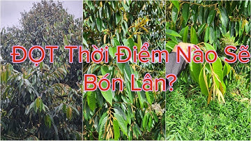 Cơi ĐỌT không đồng loạt "NHIỀU CỔ ĐỌT" vậy khi nào sẽ bón lân làm bông? Thuấn 0795808180