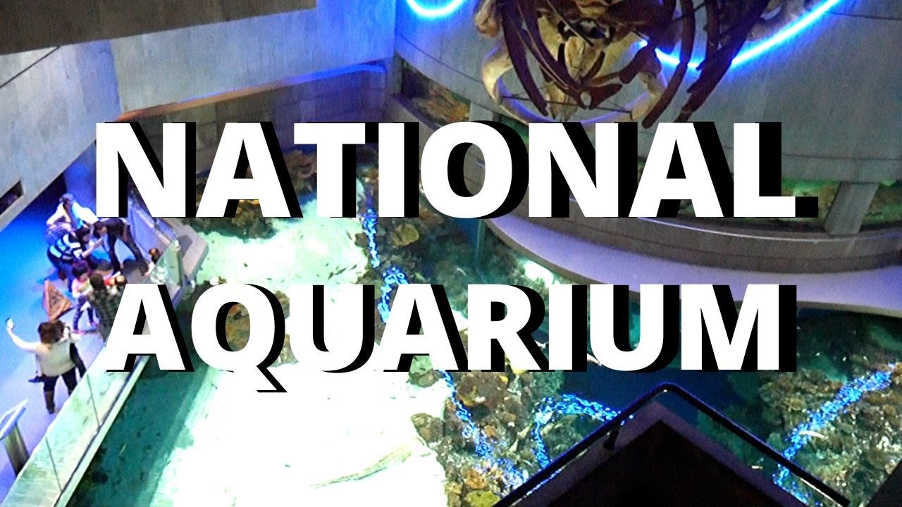 The Baltimore Aquarium! YouTube