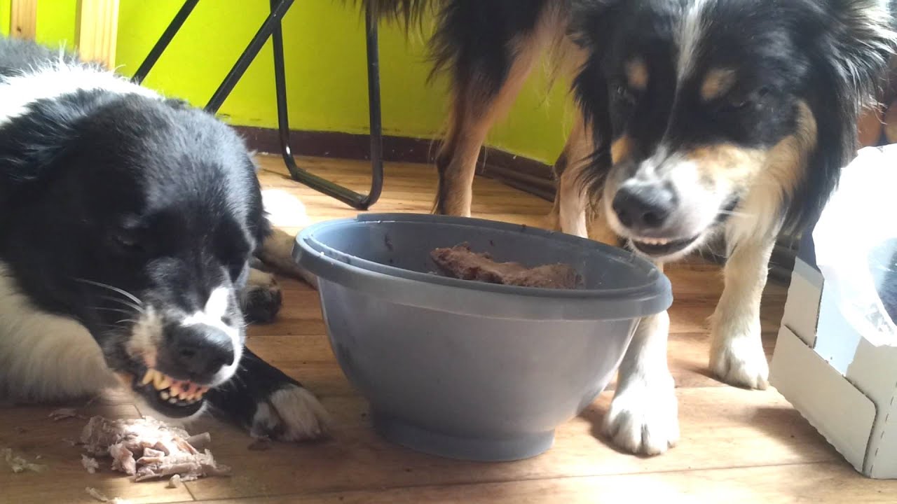 Futterneid bei Hunden YouTube Futterneid bei Hunden YouTube