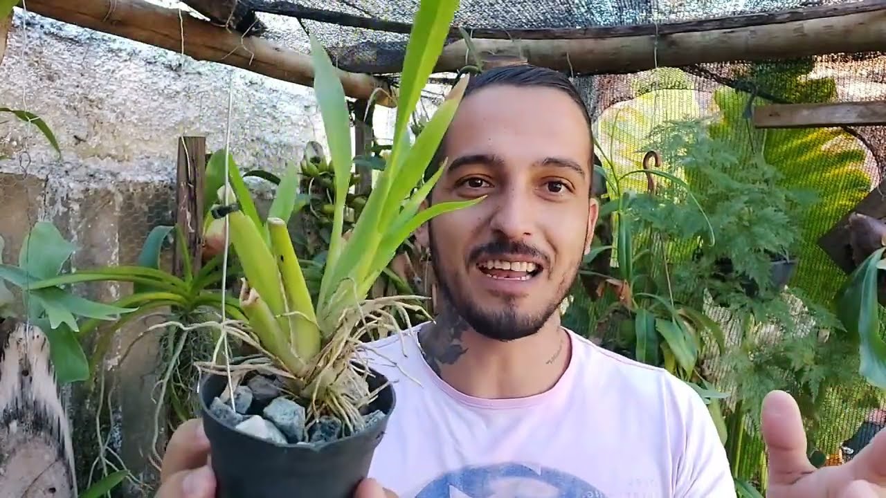 COMO PLANTAR A CHUVA DE OURO NO TRONCO!!!