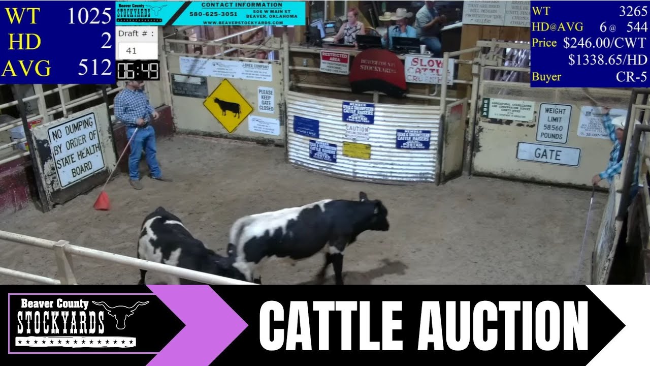 8/1/2023 Beaver County Stockyards Livestock Auction YouTube