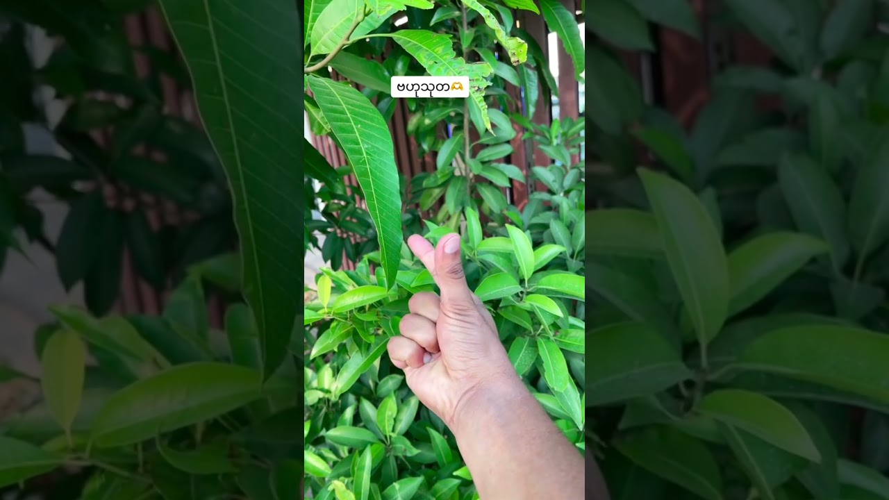 ခါနာတာမျိုြဖစ်ရင် 