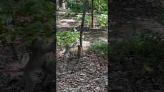 Monkeys are playing with together and very lovely #animals #cute #funny #plays #video