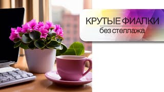 Крутые фиалки без стеллажа. Оборудуем уголок для выращивания сенполий круглый год