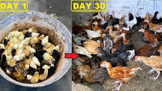 Amazing 100 Chick Growth ( Day 1 To 1 Month )  - 30 Days Of Raising CHICKS - Tips And Tricks