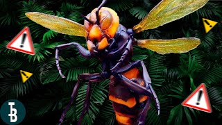 Les 10 Insectes Et Arachnides Les Plus Dangereux Au Monde.