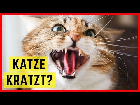 Video: So verhindern Sie, dass Ihre Katze die Möbel ruiniert