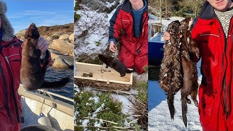 Mink trapping/ minkfeller (Big males!)