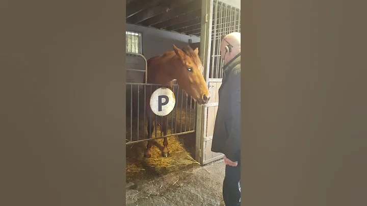 quarter horse owned by Ralph Pearson agrees he is ...