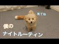 飼い主のことが好きすぎる子犬のナイトルーティン【トイプードル】