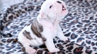Best Of Cute Puppies Howling Videos Compilation 2017
